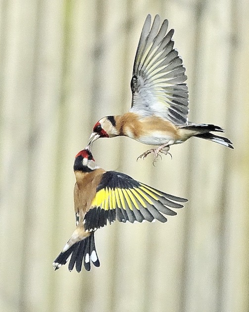 goldfinch